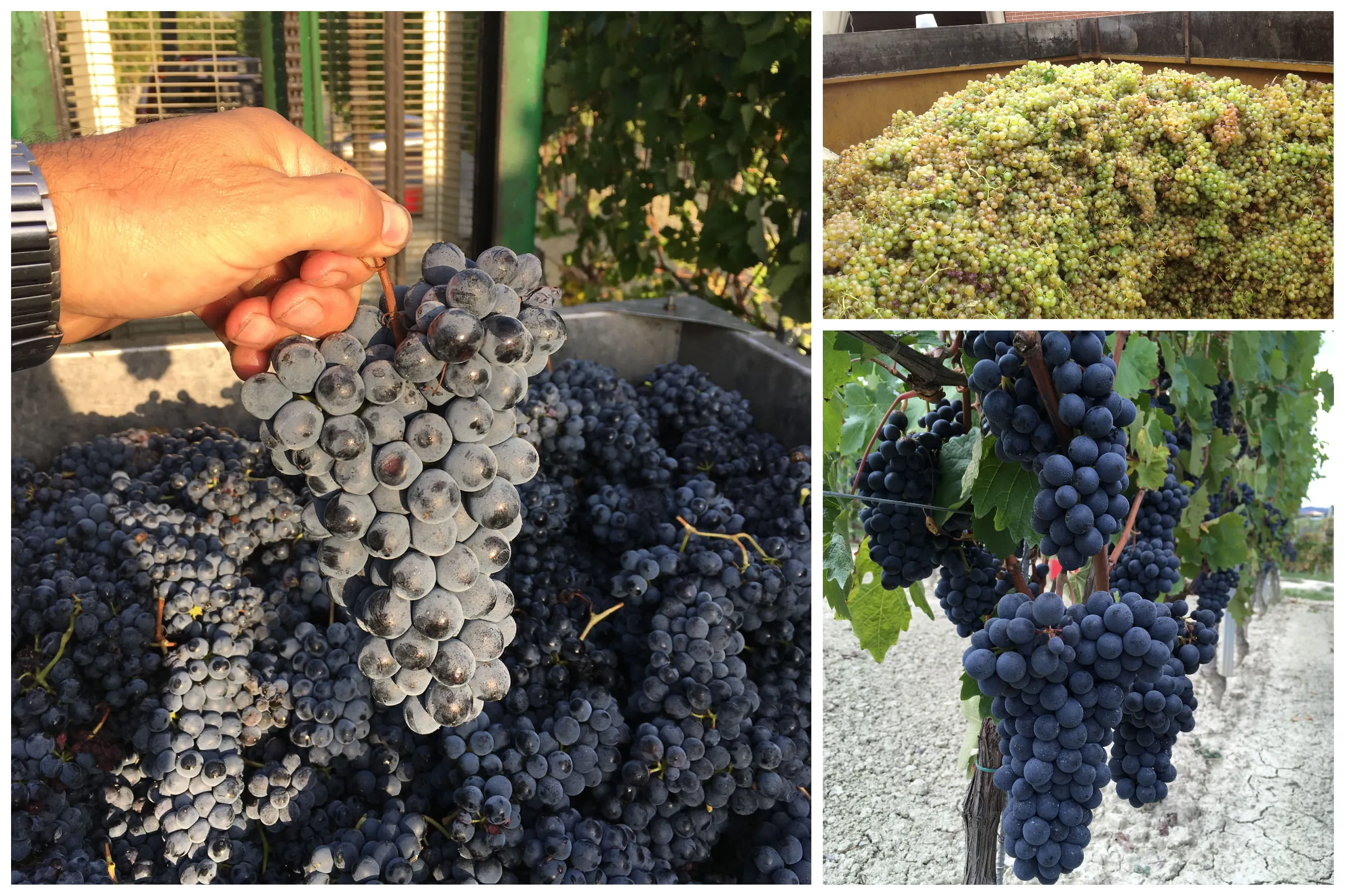 Collage di foto di grappoli d'uva, attaccati alla vite, da pigiare e tenuti in mano da michele