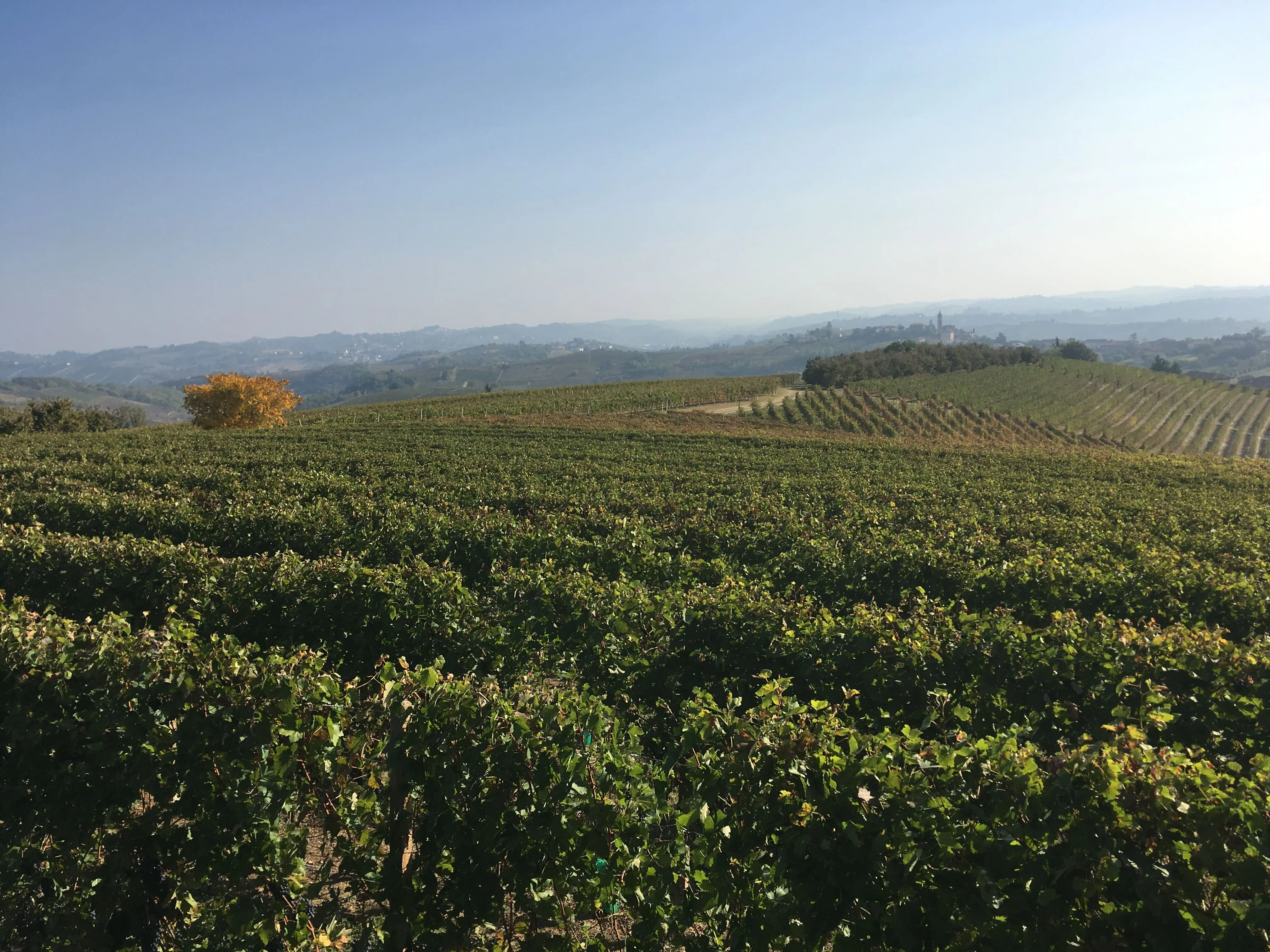 Colline dei dintorni di Repergo, a Isola d'Asti.