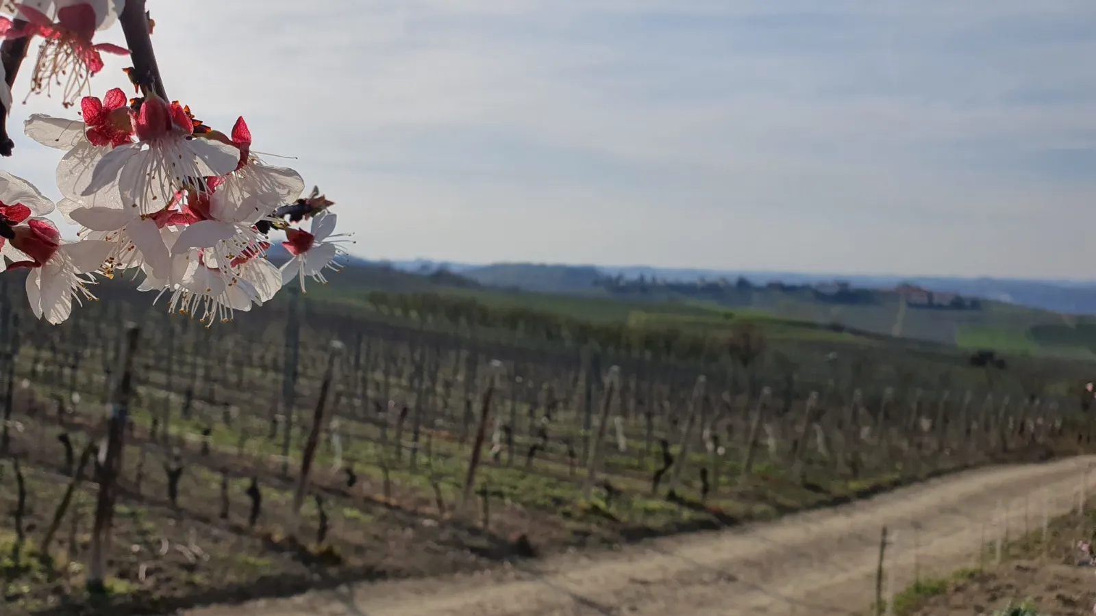 Vitigni a Repergo, Isola d'Asti, con un fiore di albicocco
