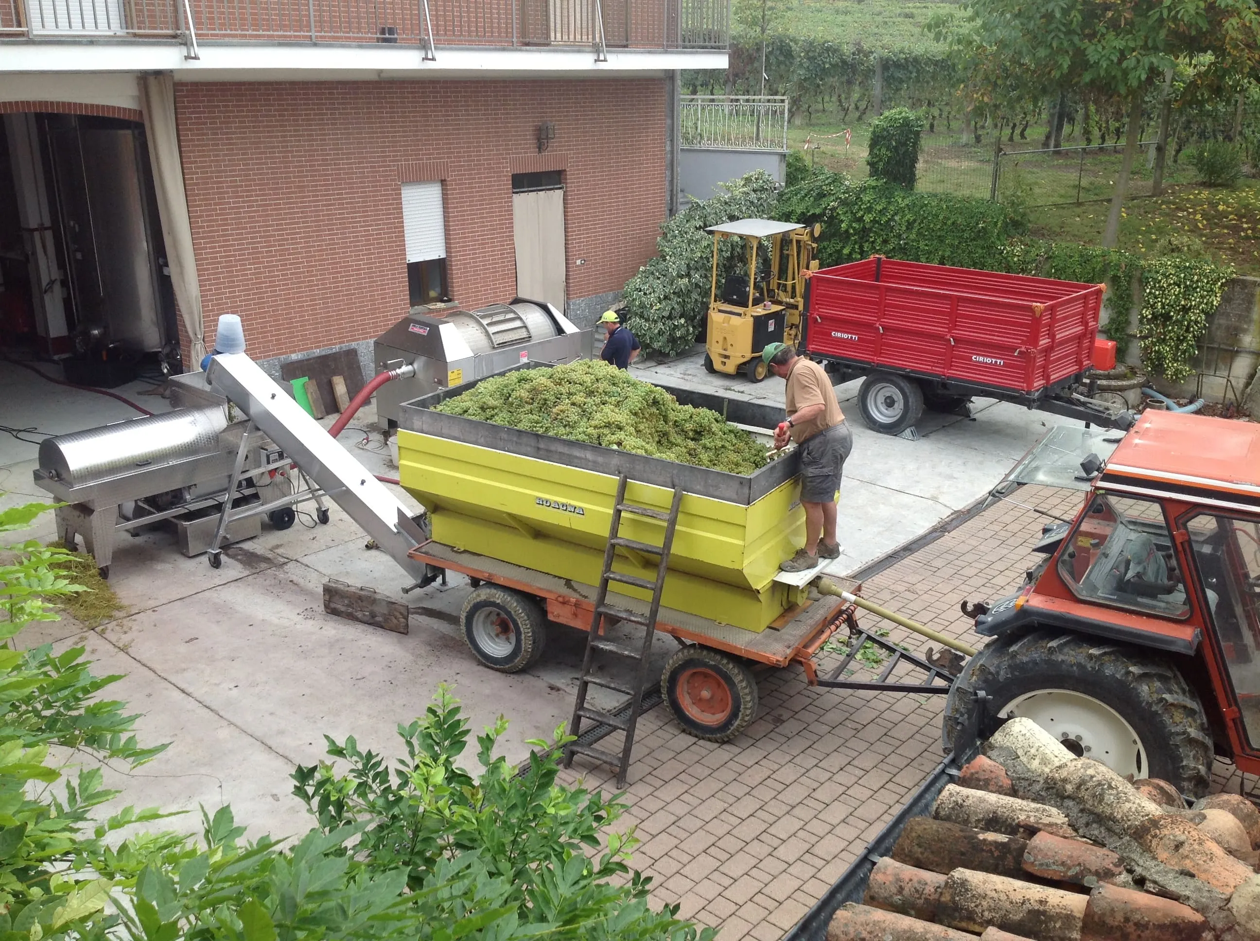 Pigiatura dell'uva bianca, nell'azienda vitivinicola Michele Capra