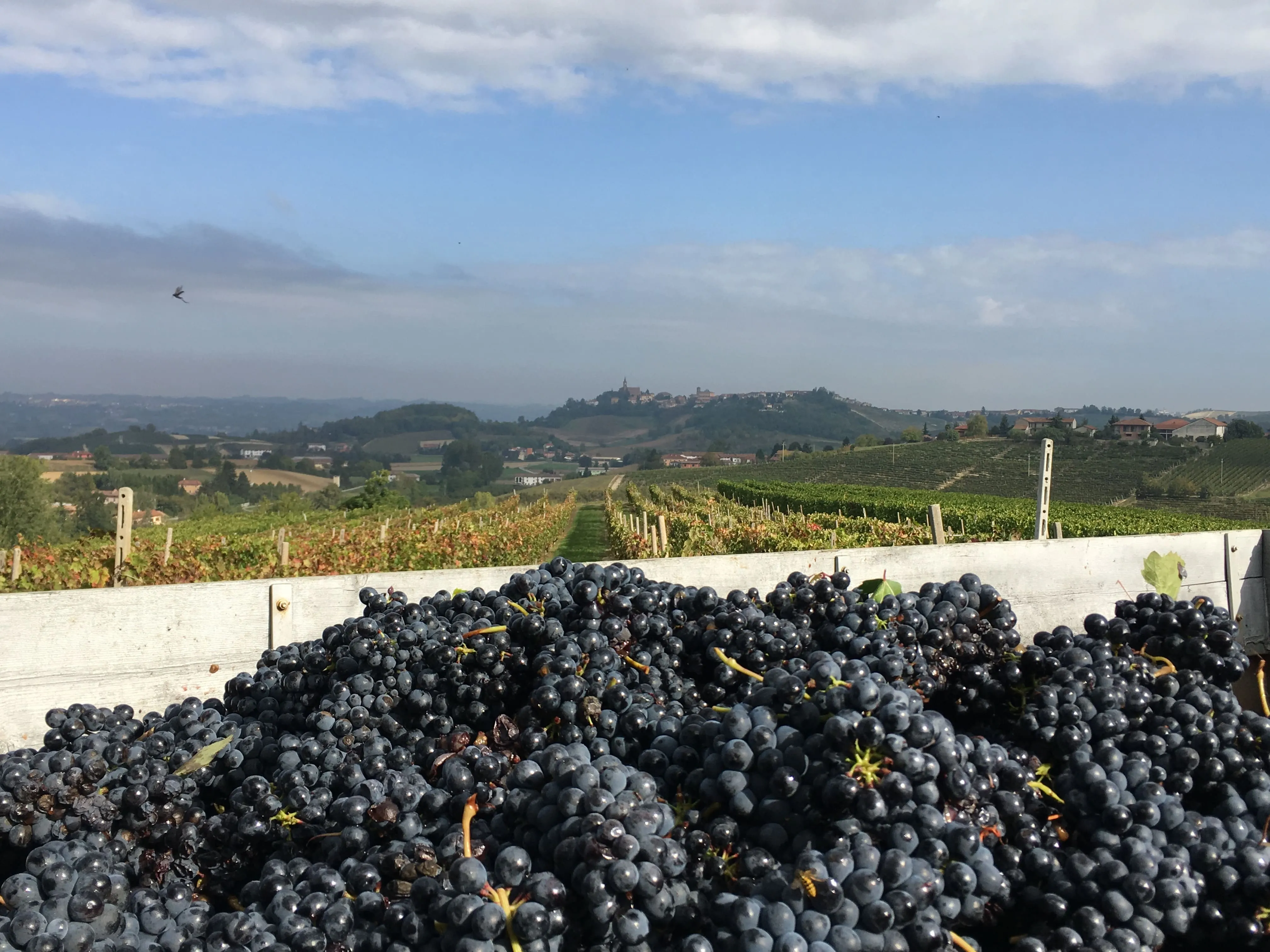 Uva pronta da pigiare in rimorchio, con sfondo le colline del Monferrato Astigiano