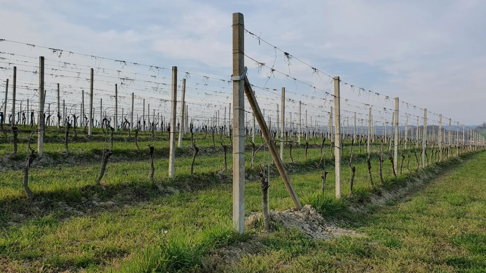Vitigno di Albarossa, dell'azienda vitivinicola Michele Capra, tra le colline del Monferrato Astigiano
